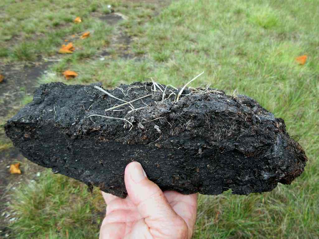 <p>A type of soil in bogs, used in gardening</p>