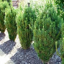 <p>Upright Japanese Plum Yew</p>