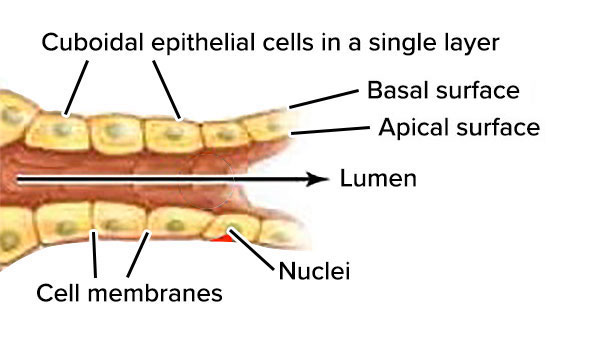 term image