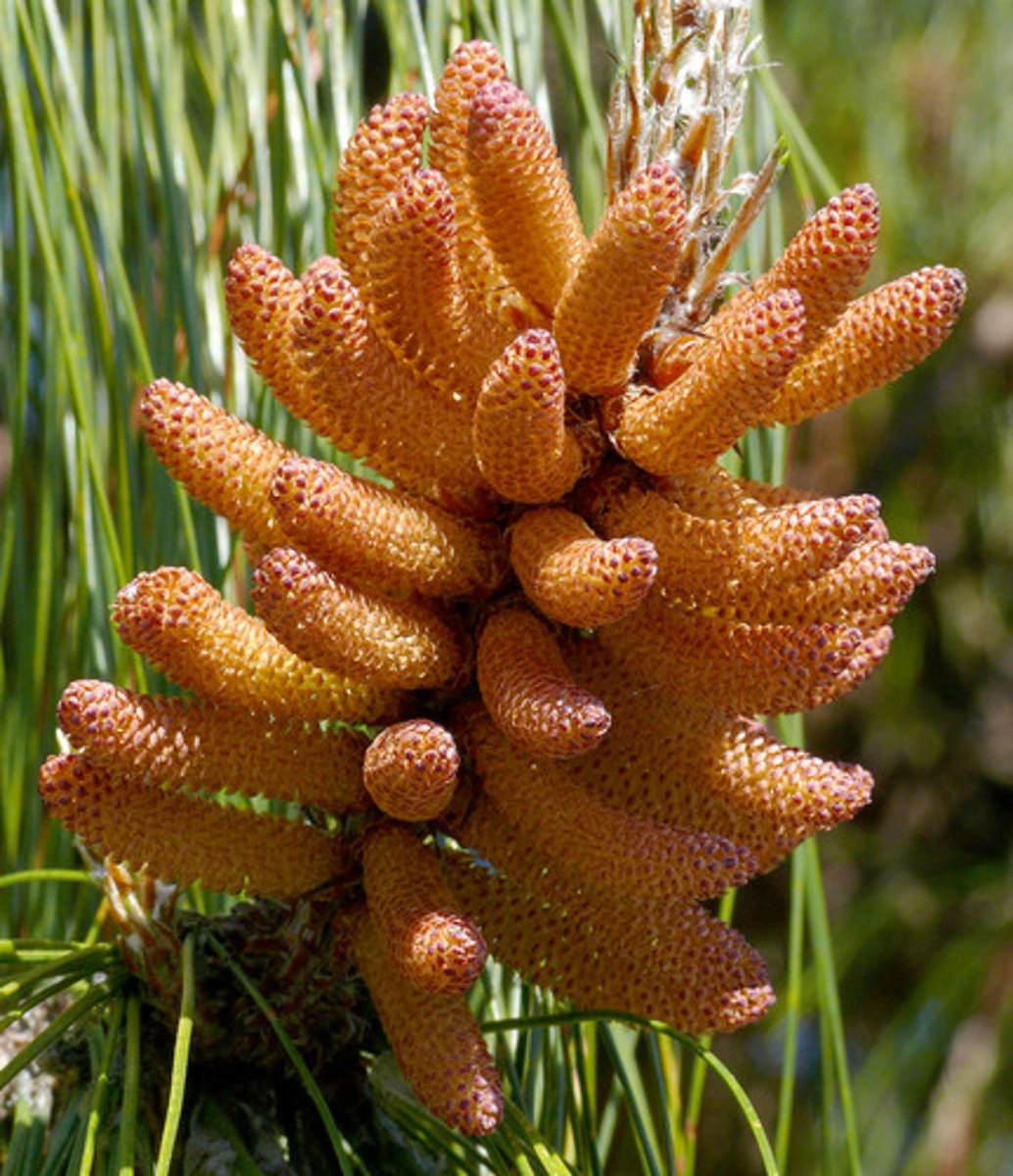 <p>male cones</p>