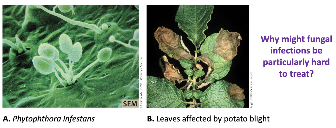 <ul><li><p><strong><em>Protozoa</em></strong> and <strong><em>fungi</em></strong> can cause significant disease in plants (<strong><em>potato blight</em></strong> and the <strong><em>great Irish famine</em></strong>, mid- 1800s).</p></li><li><p><em>Why might fungal infections be particularly hard to treat?</em></p></li></ul><p></p>