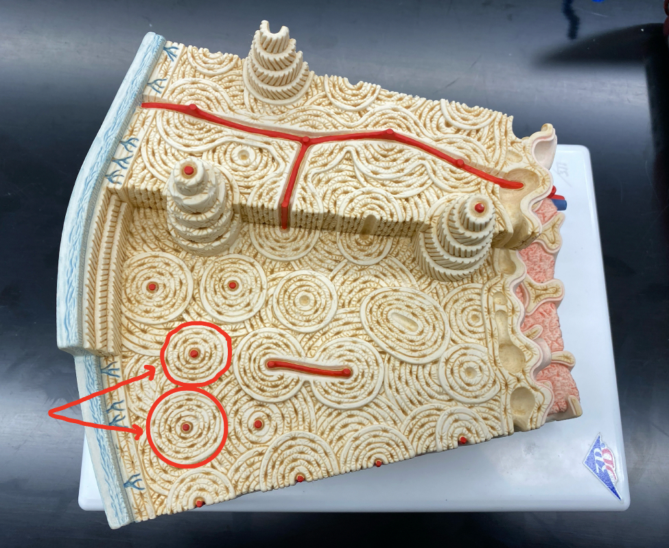 <p>Identify the name of this structure</p>