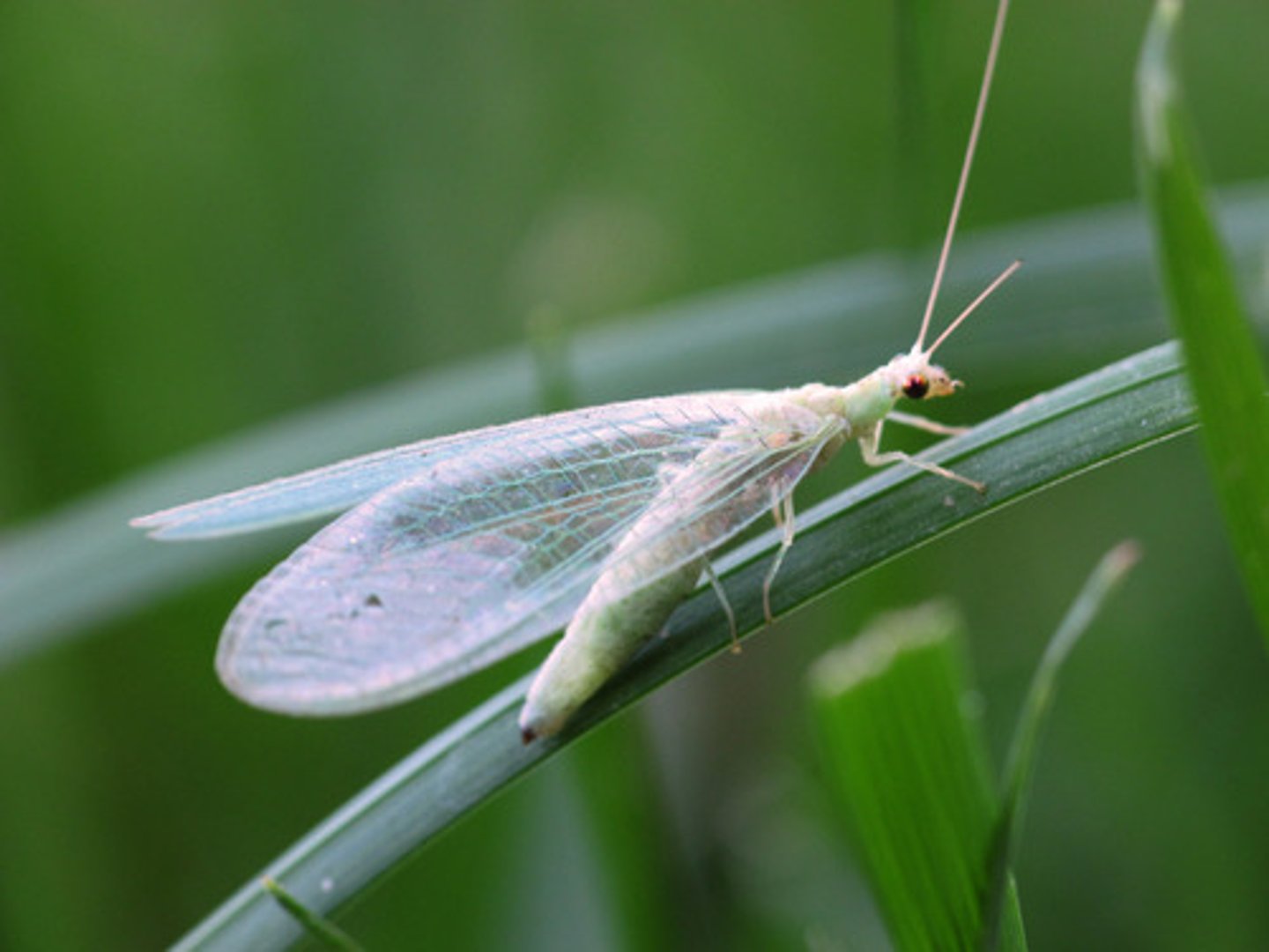 <p>lacewings, antlions, mantisflies</p>