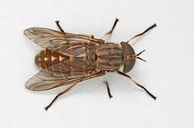<ol><li><p>Third antennal segment elongate and annulated</p></li><li><p>Veins R4 and R5 diverge (shaped like a “Y”) to enclose wing tip</p></li><li><p>Large compound eyes cover most of head</p></li></ol><p></p>