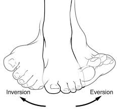 <p>___ refers to turning it inward, while ___ refers to turning the sole of the foot outward</p>
