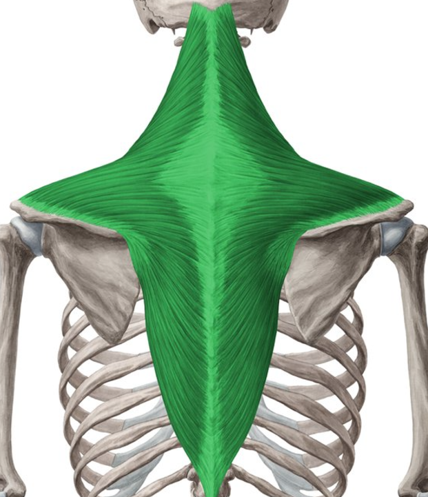 <p>Trapezius origin</p>