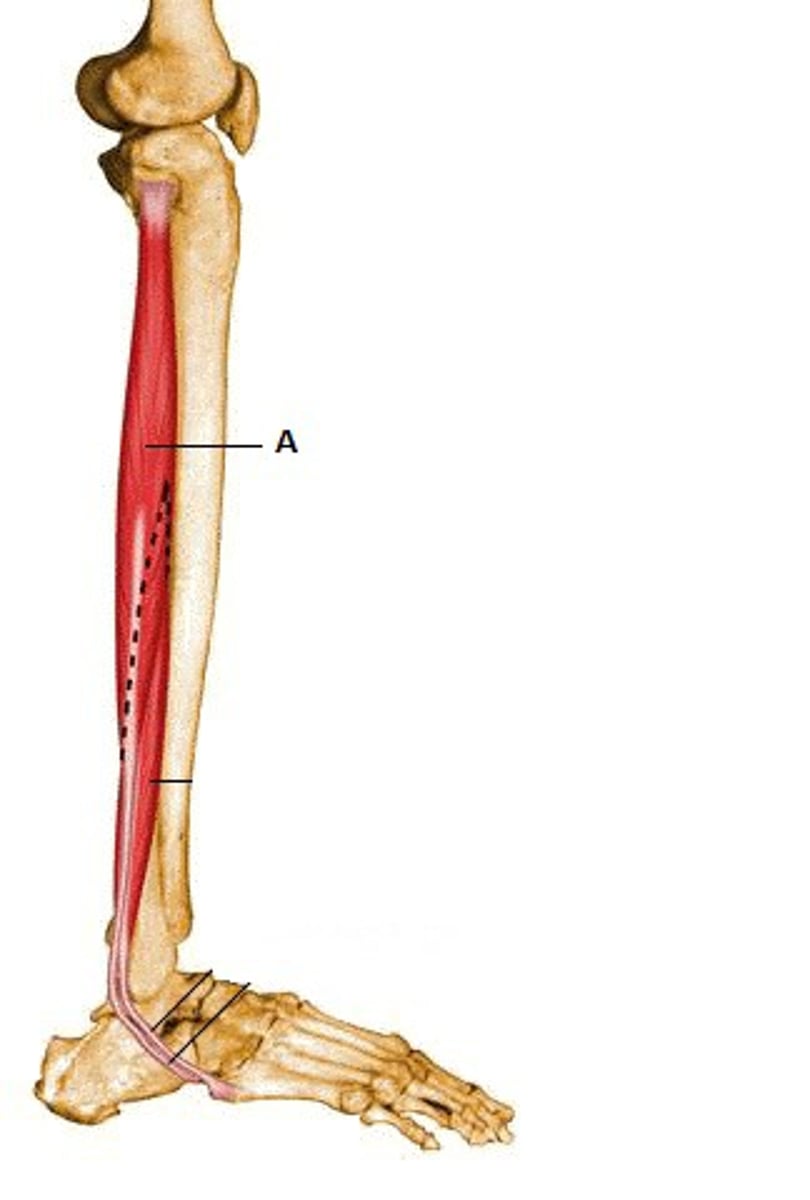 <p>Proximal attachment: Tibia and fibula</p><p>Distal attachment: Metatarsal 1 and medial cuneiform</p><p>Comments, Applications and Relationships: Tendon hooks around the posterior aspect of the lateral malleolus</p><p>Action: Plantar flexor of the foot at the ankle, everts ankle.</p>