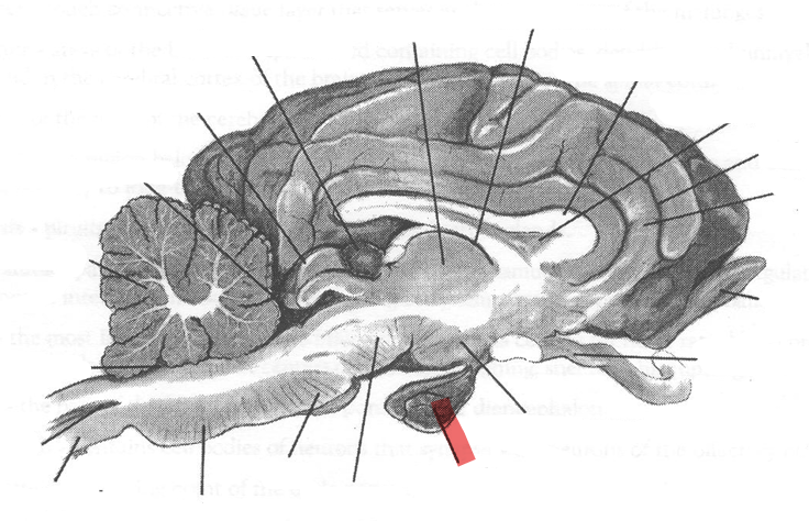 <p>Identify highlighted arrow</p>