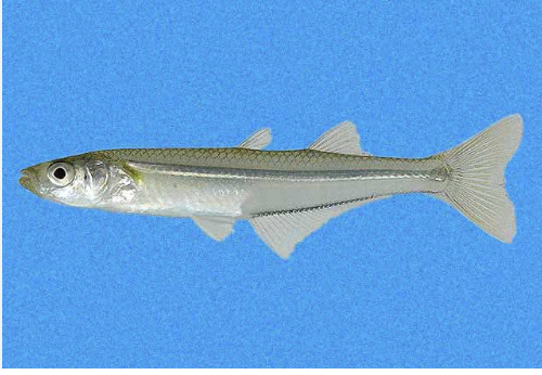 <p>new world silversides</p>