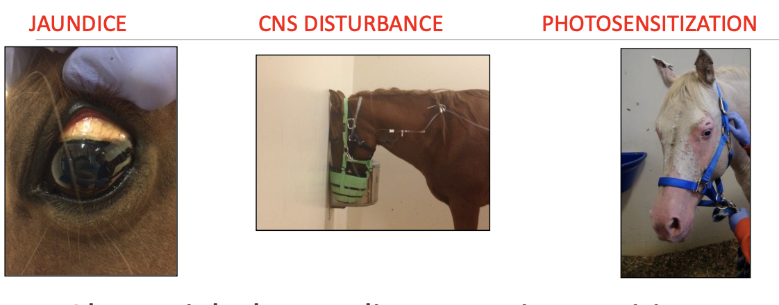 <p>duties,</p><p>jaundice, CNS disturbance, photosensitization</p><p>e.g. weight loss, colic, anorexia, pruritis, ventral edema, hemorrhage, diarrhe,a fever, hemolysis, PD, laryngeal paralysis, polycythemia, dermatitis</p>