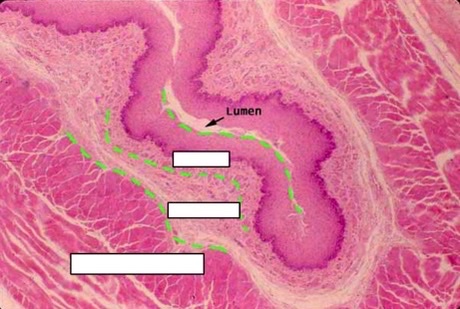 <p>name the esophageal layers (inside to outside)</p>