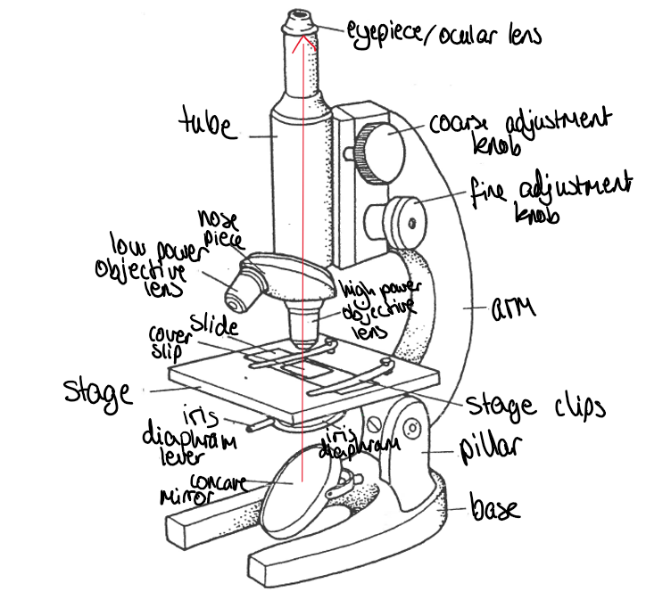 knowt flashcard image