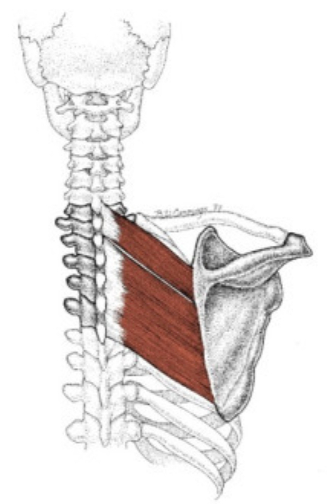 <p>what muscles are these</p>