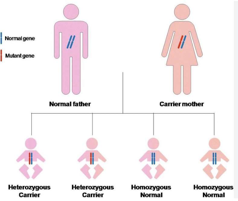 <p>A heterozygous individual who carries a recessive allele but does not show symptoms.</p>