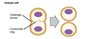 <ul><li><p>Microfilaments contract, forming a cleavage furrow</p></li></ul><p></p>