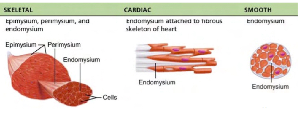 <ul><li><p>Epimysium: surrounds entire muscle and forms a connecion between skelatl muscle and other muscles and tendons, which also connect to bones,.</p></li><li><p>Perimysium: connective tissue around each muscle bundle</p></li><li><p>Endomysium: surrounds each individual muscle cell</p></li></ul><p></p>