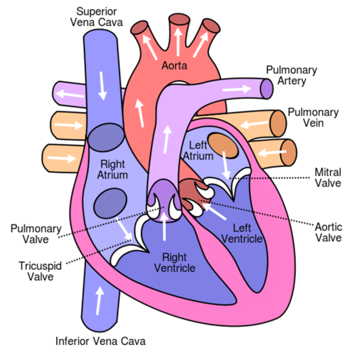 <p>The top two chambers are called atria (plural of atrium) and the bottom two chambers are called ventricles (Marieb, 2012). There are valves between the atria and ventricles known as the left and right atrioventricular valves.</p>