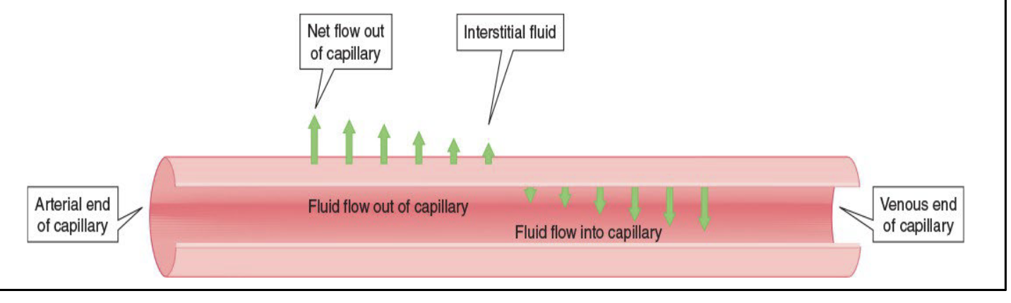 <ul><li><p>The pumping action of the heart creates pressure in the blood that is greater in the arterial end of a capillary than at the venous end</p></li><li><p>At the arterial end, blood pressure is <strong>greater</strong> than the osmotic pressure, which results in a net <strong>outflow</strong> into the interstitial fluid</p></li><li><p>At the venous end, blood pressure is <strong>less</strong> than the osmotic pressure, which results in a net <strong>inflow</strong> from the interstitial fluid</p></li></ul><p></p>