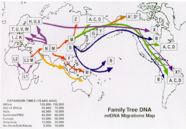 <p>Describes individual branches – or closely related groups of branches – on the genetic family tree of all humans.</p><p>All members of a haplogroup can trace their ancestry back to a single individual.</p><p>Haplogroups arose through mutation and migration</p>