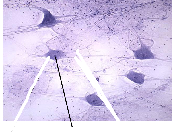 <p>What part of the nervous tissue is this?</p>