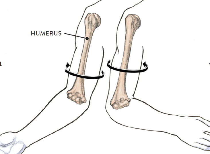 <p>What are the names of these 2 movements? </p>