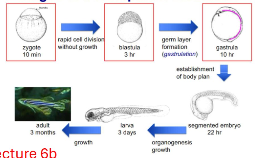 <p>Stages of development in animals</p>