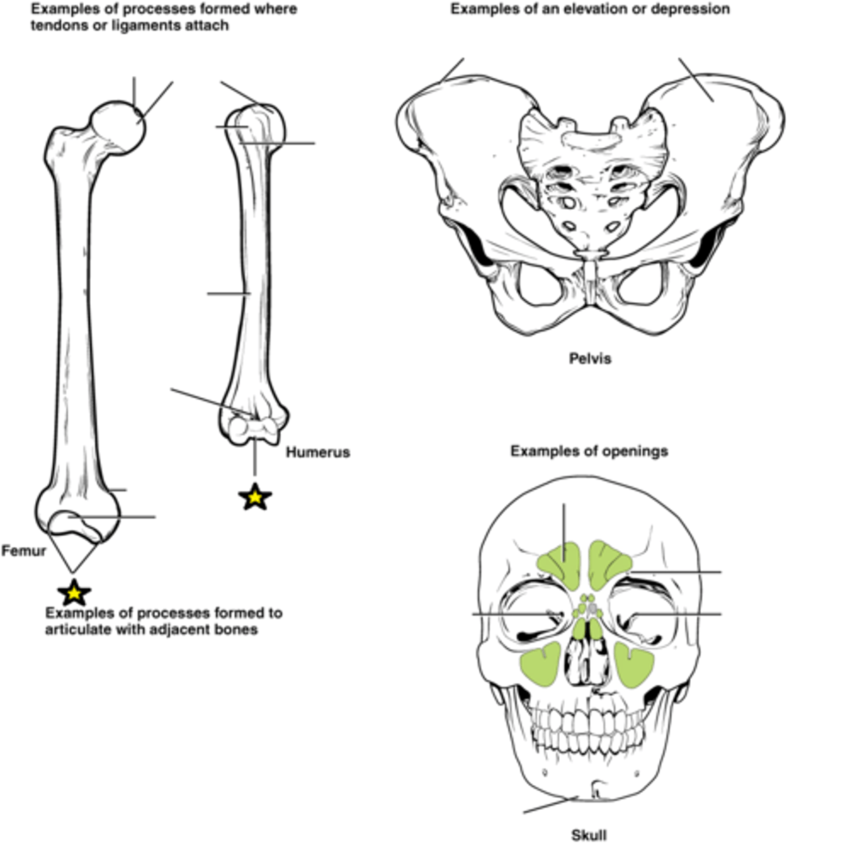 <p>A smooth, rounded articular process</p>