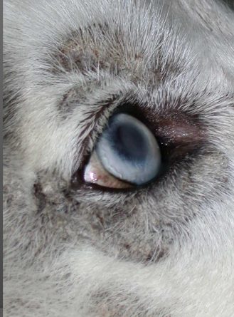 <ul><li><p><span style="color: rgb(136, 136, 136);"><strong>Et:</strong> </span>Disorders of Cornification</p><ul><li><p><strong>Syndrome I: </strong>Huskies, Malamutes&nbsp;</p></li><li><p><strong>Syndrome II: </strong>puppies on poor diets (excess Ca, phytates inhibit Zn absorption)</p></li></ul></li><li><p><span style="color: rgb(136, 136, 136);"><strong>Cs:</strong> </span><strong><u>erythema, alopecia, scaling, facial crusting,&nbsp;dull coat, greasy skin, footpad hyperkeratosis, poor smell/taste</u></strong></p></li><li><p><span style="color: rgb(136, 136, 136);"><strong>Dt: </strong></span>biopsy (parakeratotic hyperkeratosis, papillomatosis, spongiosis)</p><ul><li><p>treat 2ndary infections 1st</p></li></ul></li><li><p><span style="color: rgb(136, 136, 136);"><strong>Tx:</strong> </span>correct diet, zinc supp, treat infections</p></li></ul><p></p>