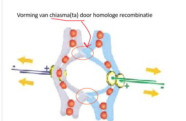 <p>chiasma(ta)</p><ol><li><p>ong 55 chiasmata per cel in humane <strong>mannelijke meiose</strong></p></li><li><p>ong 90 chiasmata per cel in humane <strong>vrouwelijke meiose</strong></p></li></ol><p></p>