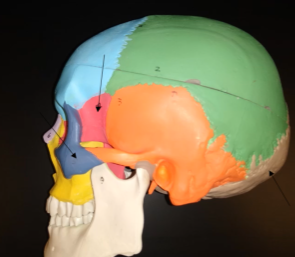 <p>What is this bone (dark blue region)?</p>