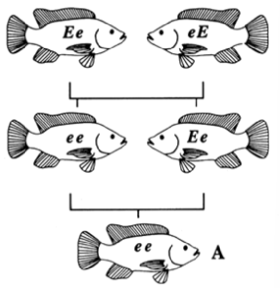 <ul><li><p><span>Nonrandom mating between related individuals&nbsp;</span></p></li><li><p><span>Leads to increased homozygosity</span></p></li><li><p><span>Can lower fitness when deleterious recessive alleles are expressed</span></p></li><li><p><span>Amish, cheetahs are a population w/ this </span></p></li></ul><p></p>
