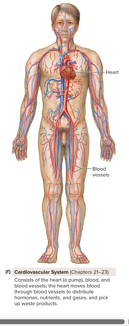 <p>Consists of the heart ( a pump), blood, and blood vessels; the heart moves blood through blood vessels to distribute hormones, nutrients, and gases, and pick up waste products. </p><p></p><ul><li><p><span><strong><u>Main parts:<br><br></u></strong></span></p><ol><li><p><span><strong><u>Heart → the pump.<br><br></u></strong></span></p></li><li><p><span><strong><u>Blood → carries oxygen, nutrients, hormones, and waste.<br><br></u></strong></span></p></li><li><p><span><strong><u>Blood vessels → arteries (carry blood away), veins (carry blood back), and capillaries (exchange).<br><br></u></strong></span></p></li></ol></li><li><p><span><strong><u>Functions:<br><br></u></strong></span></p><ol><li><p><span><strong><u>Moves blood through the body.<br><br></u></strong></span></p></li><li><p><span><strong><u>Delivers oxygen, nutrients, and hormones to cells.<br><br></u></strong></span></p></li><li><p><span><strong><u>Removes carbon dioxide and waste.<br><br></u></strong></span></p></li><li><p><span><strong><u>Helps regulate body temperature and maintain homeostasis.</u></strong></span></p></li></ol></li></ul><p></p><p></p><p>Organs: Heart &amp; Blood vessels;</p><p></p>