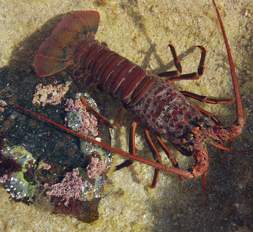 <p>California Spiny Lobster</p>