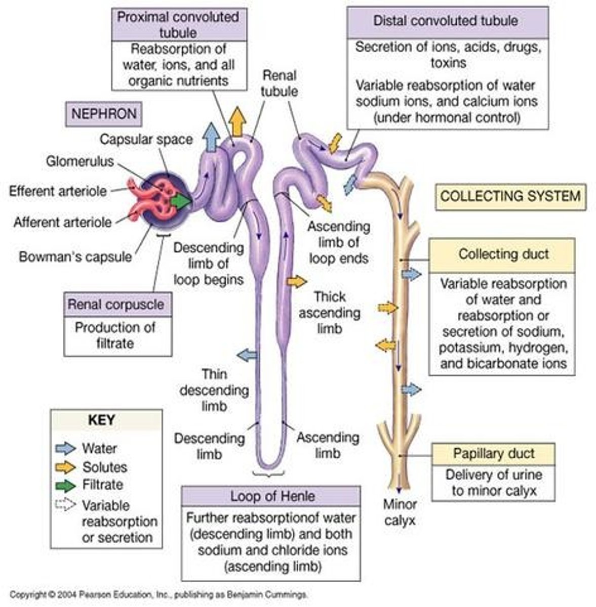 <p>1. glomerulus</p><p>2.capsular space</p><p>3.PCT</p><p>4. loop of hence</p><p>5.DCT</p><p>6. collecting Duct</p><p>7. Papillary duct</p><p>8. minor calyx</p><p>9. major calyx</p><p>10. renal pelvis</p><p>11. ureter</p><p>12. urinary bladder</p><p>13. urethra</p><p>14. external urethral orifice</p>