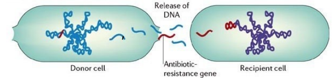 <p>What type of bacterial transfer is shown in the image?</p>