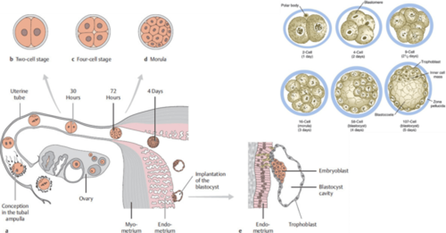 <p>blastocyst</p><p>embryoblast (embryo proper)</p><p>trophoblast (contributes to placenta)</p>