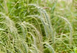 <p>Elymus canadensis</p>