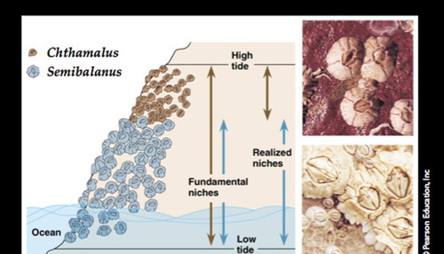 <p>The full potential range of the physical, chemical, and biological factors a species can use if there is no competition from other species.</p>