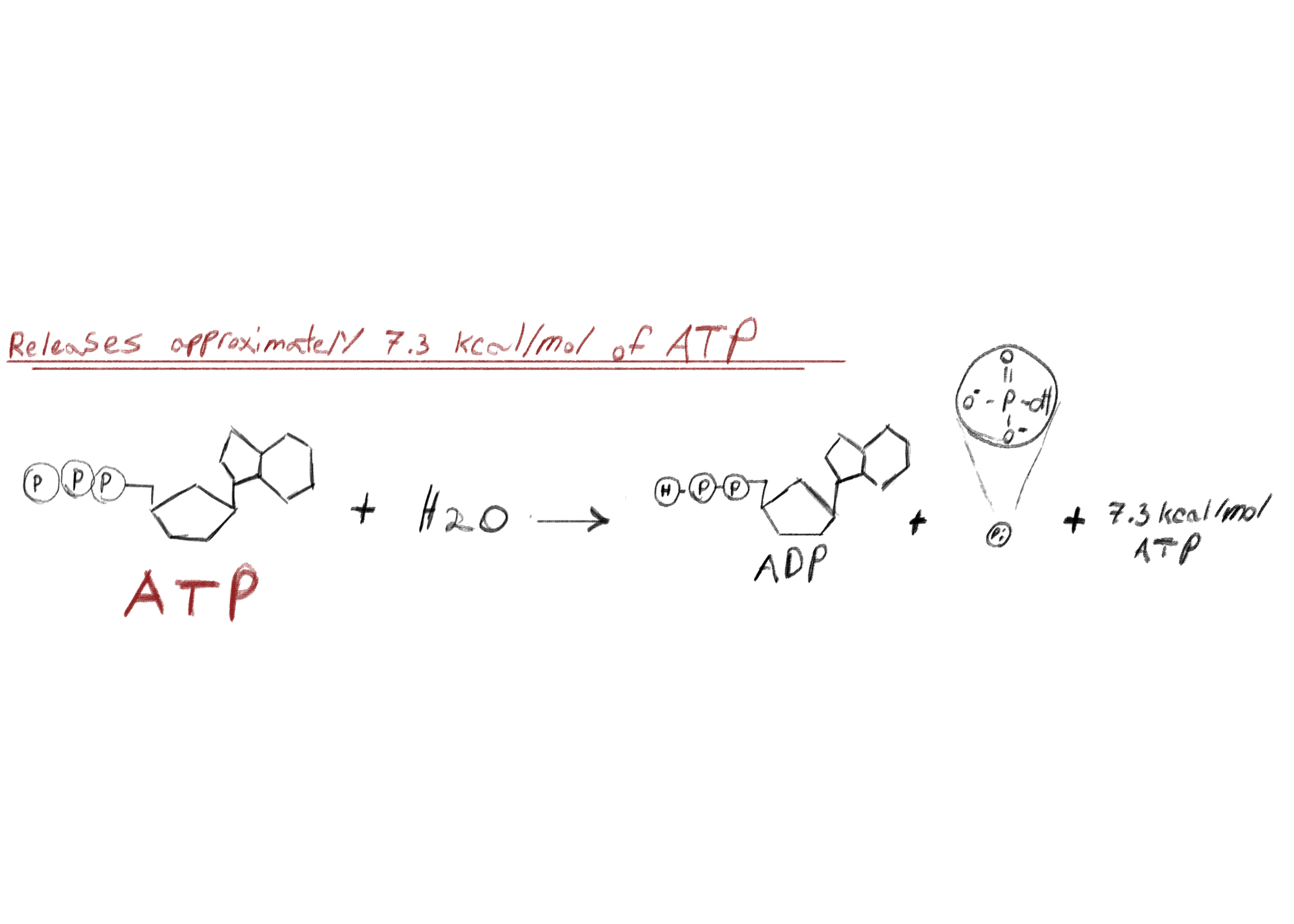 BIO 115 Exam 2 Practice Flashcards Cellular Respiration Flashcards Knowt
