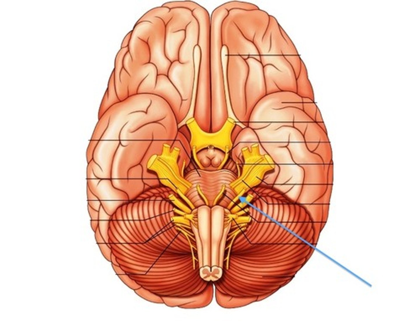 <p>seventh cranial nerve; responsible for contraction of the muscles of facial expression and for part of the sense of taste, as well as causing saliva production</p>