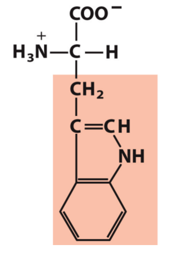 <p>Trp, W</p><p>Hydrophobic/Non-polar</p>