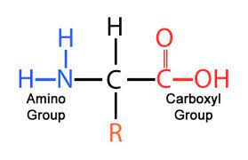 What are proteins made out of?