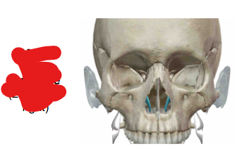 <p>What Facial Bone / How many per?</p>