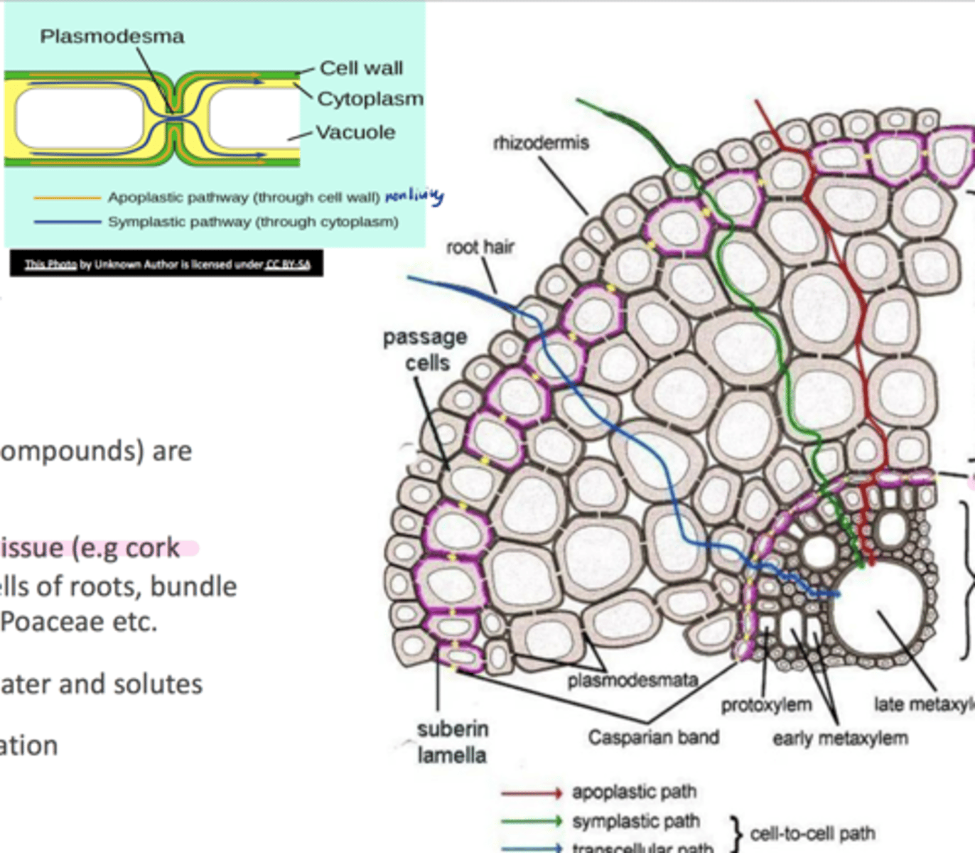 <p>o Insoluble lipid</p><p>o secondary protective tissue (e.g cork cells), endodermal and exodermal cells of roots, bundle sheath surrounding the leaf veins</p><p>o Restricts apoplastic movement of water and solutes</p><p>o barrier to microbial penetration</p>