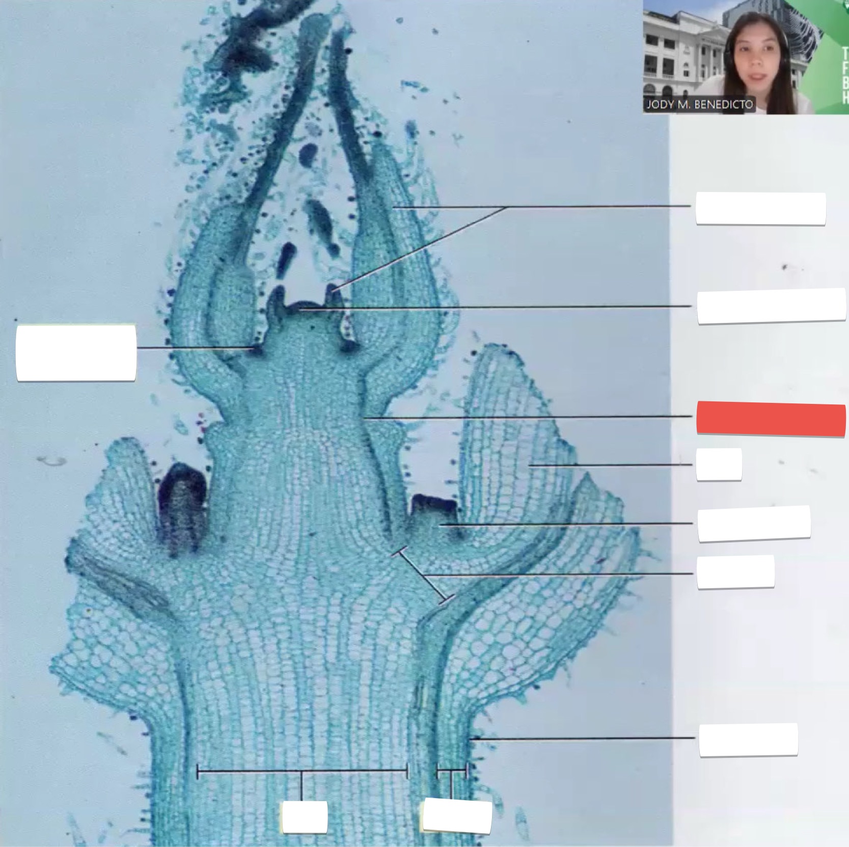 <p>identify the part in red</p>