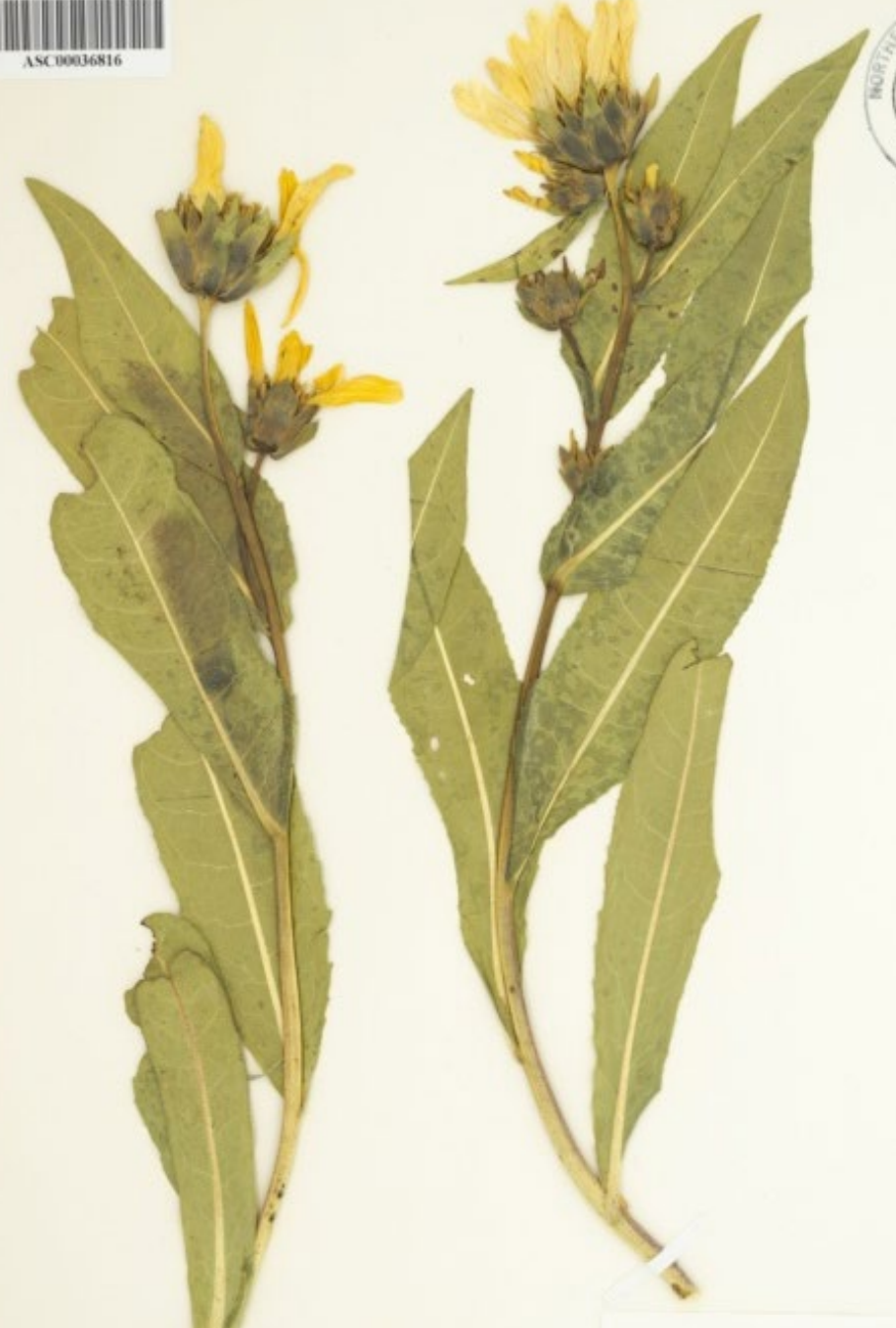 <p>Large basal leaves with herringbone venation, waxy. wide bract that are waxy with no hair. </p>