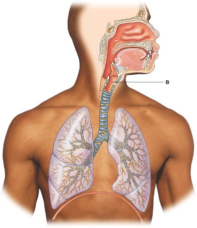 <p>Identify the structure labeled "B." </p>