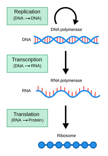 DNA to RNA to protein