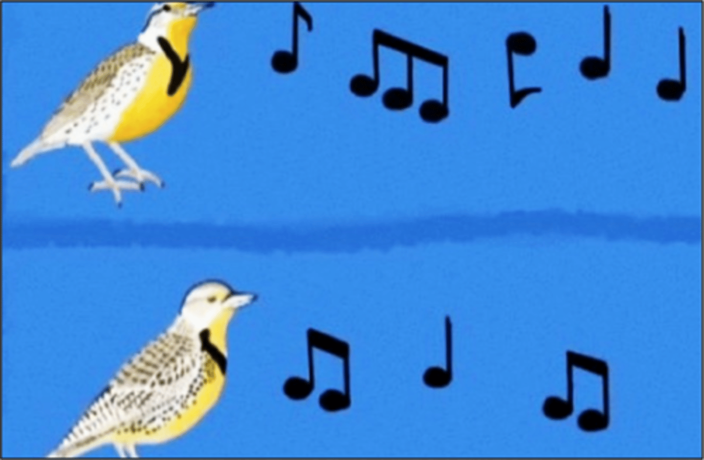 <p>Form of reproductive isolation in which two populations develop differences in courtship rituals or other behaviors that prevent them from breeding.</p>