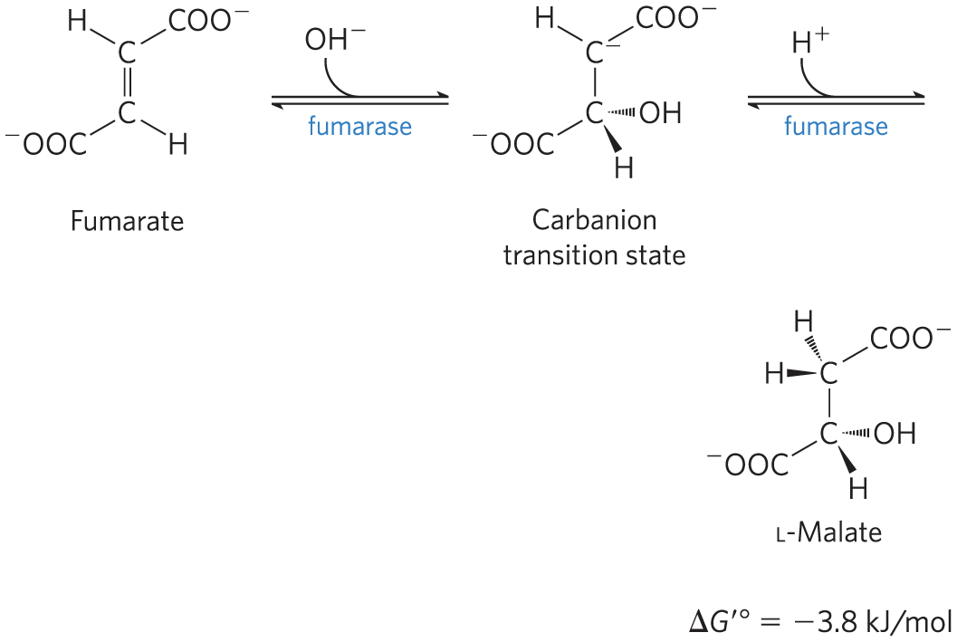 <p>fumarase = catalyzes the reversible hydration of fumarate to <strong>L-malate</strong></p><p>transition state is a carbanion</p>